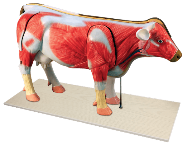 Cow Model